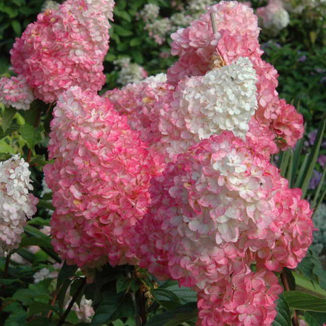 A cluster of Vanilla Strawberry Hydrangea flowers with creamy white centers transitioning to strawberry-pink and rose-red hues.