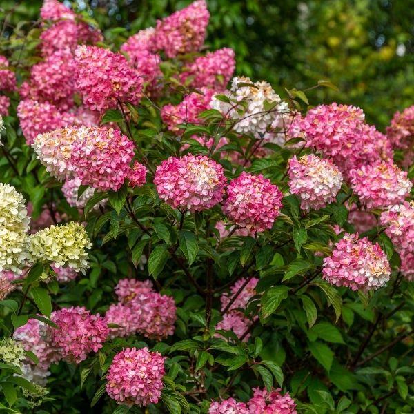 Vanilla Strawberry™ hydrangea shrub with huge white-to-pink panicle blooms, creating bold summer color in a sunny foundation bed