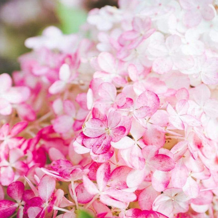 Close-up of Vanilla Strawberry™ panicle bloom showing creamy white florets blushing pink and ripening rosy-red in late summer