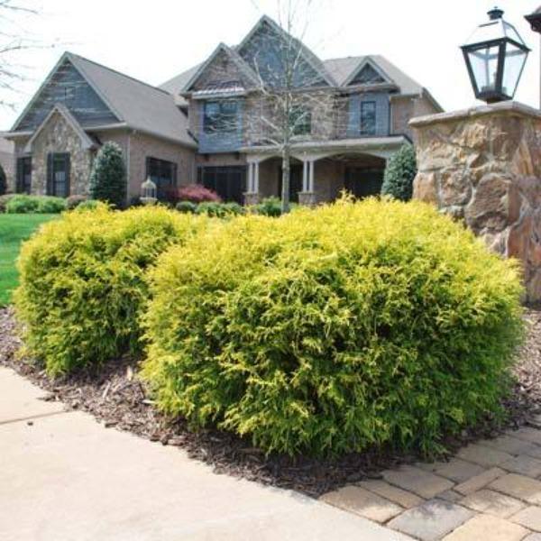 Gold Mop Cypress with dense mounded habit, arching golden foliage, and compact evergreen form in a sunny garden.