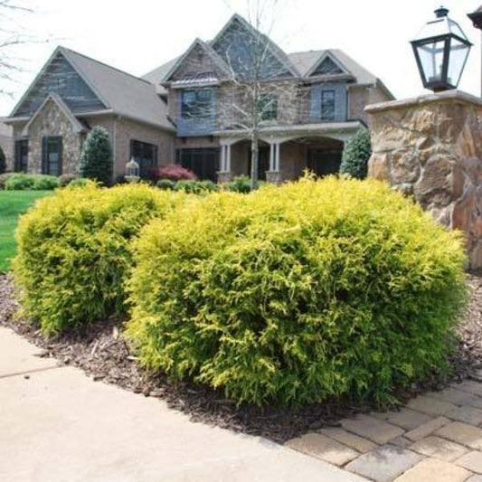 Gold Mop Cypress with dense mounded habit, arching golden foliage, and compact evergreen form in a sunny garden.