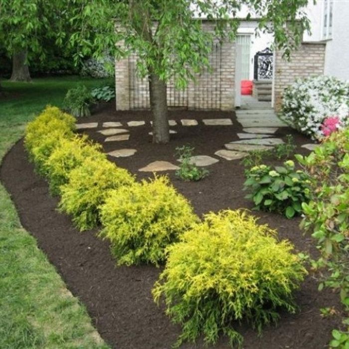 Gold Mop Cypress growing in a foundation bed with bright golden threadlike foliage forming a soft rounded evergreen mound.