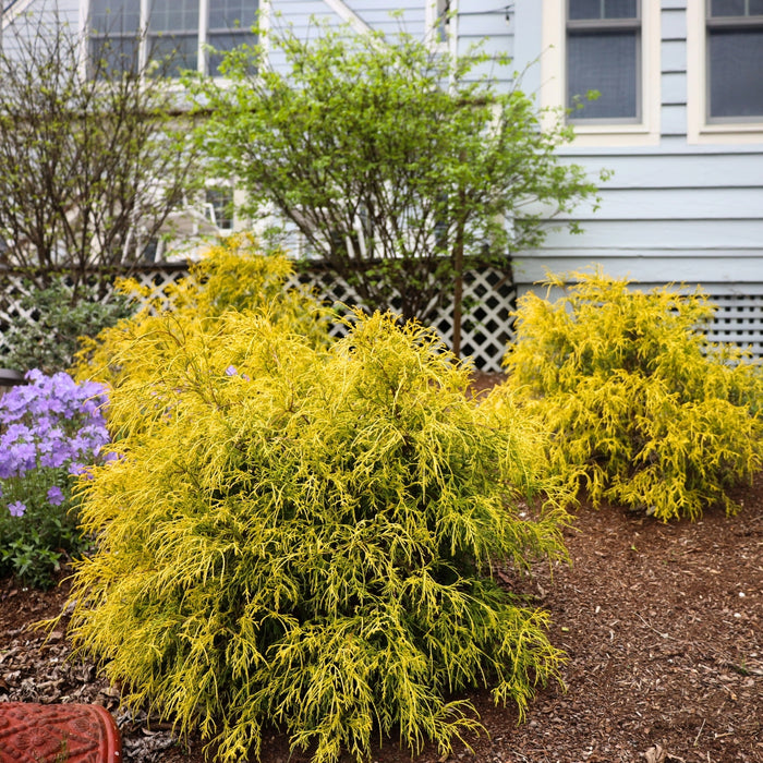 Gold Mop Cypress planted in a mixed border with darker evergreens and perennials, adding bright year-round contrast.