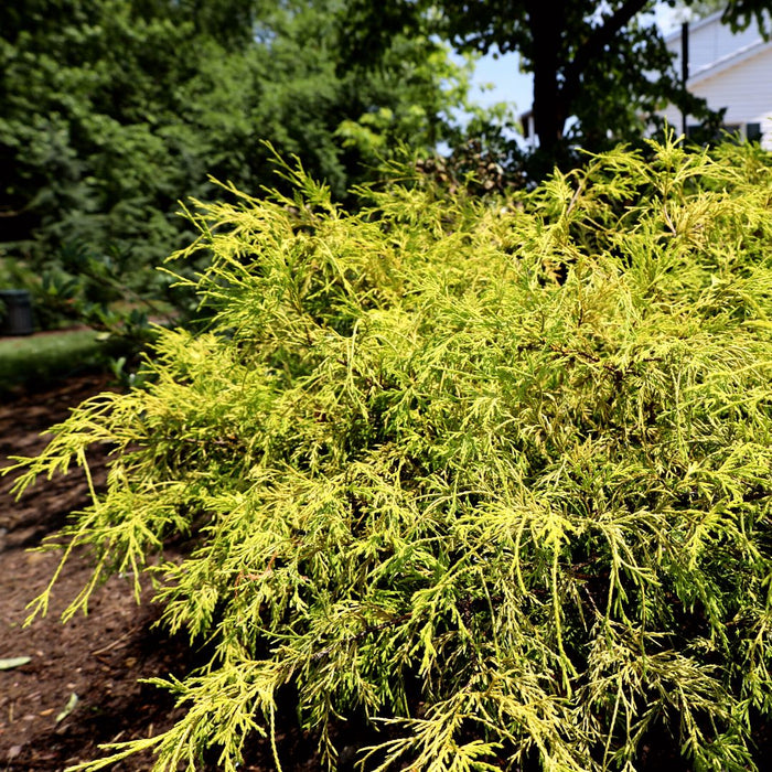 Close-up of Gold Mop Cypress foliage showing fine golden threadleaf texture and soft cascading evergreen tips.