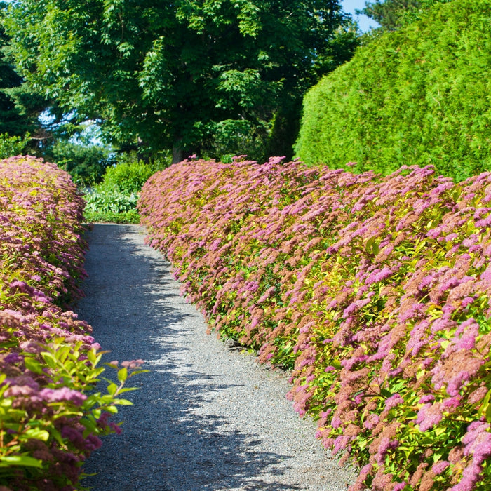 Pathway lined with pink flowering goldmound spirea shrubs
