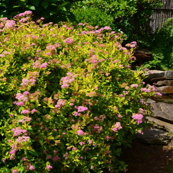 Pink flowering gold mound spirea shrub with vibrant chartreuse foliage in a backyard woodland garden setting