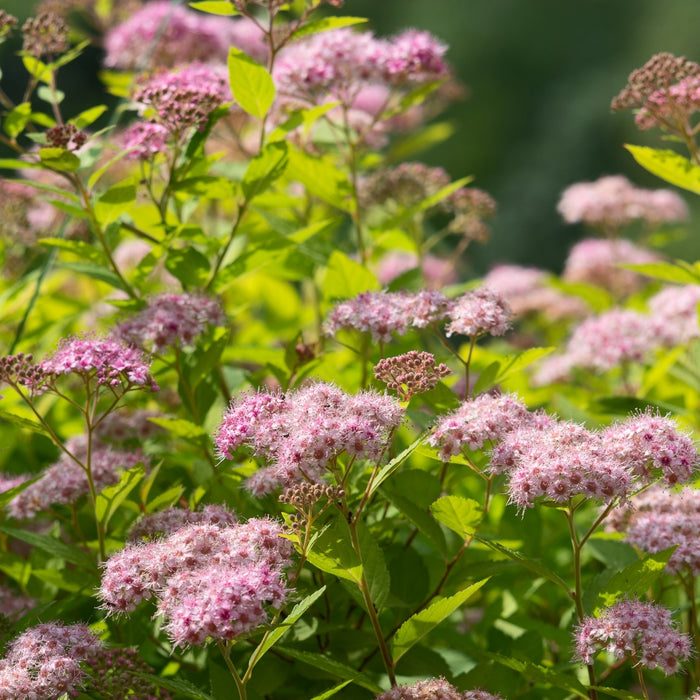 Close up of delicate pink blooms on the goldmound spirea