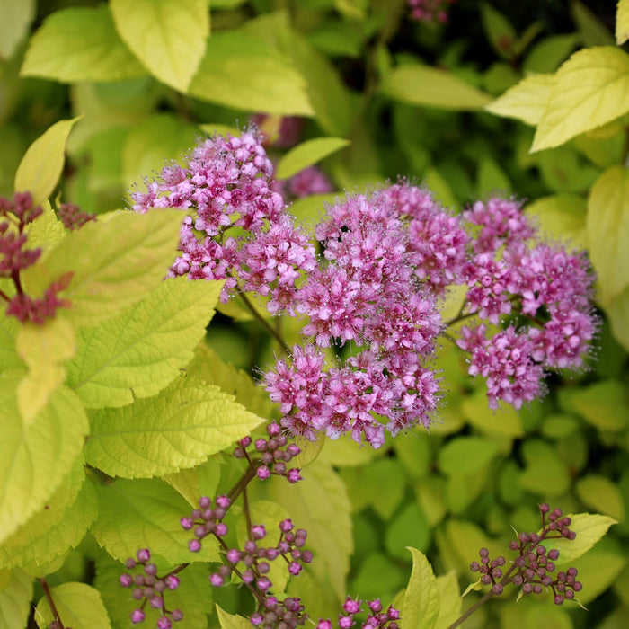 Close-up of Goldmound spirea pink flower clusters above golden leaves in late spring, showing texture and color that attracts pollinators.