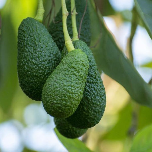 Hass Avocados Growing on a branch together almost ripe