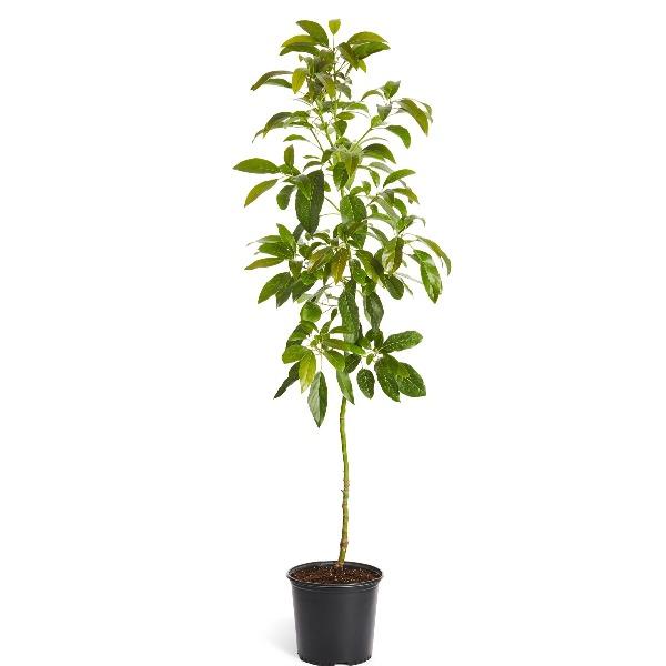 young avocado in a nursery pot perfect for growing indoors in the sun