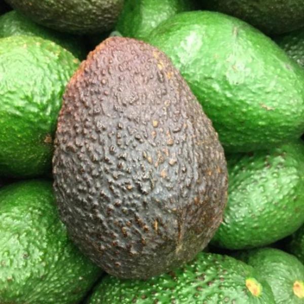 Hass Avocados have dark black thick bumpy skin around creamy fruit