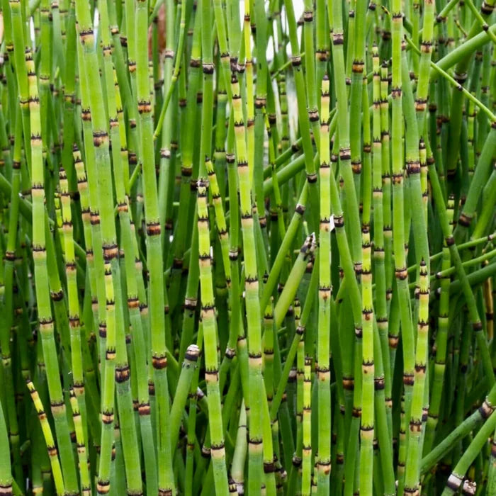 Close-up of Horsetail Plant stems showing black-banded nodes and hollow jointed growth