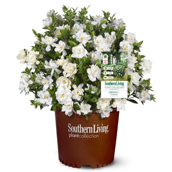 white flowering jubilation gardenia