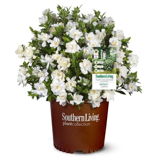 white flowering jubilation gardenia