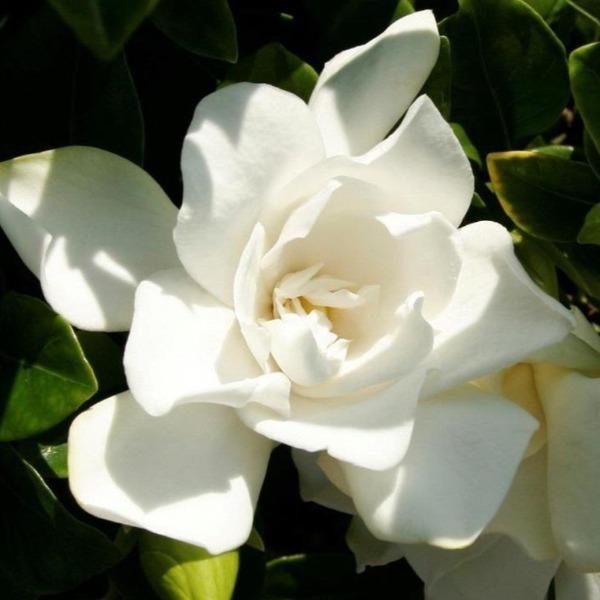 pure white blossoms on the jubilation gardenia shrub