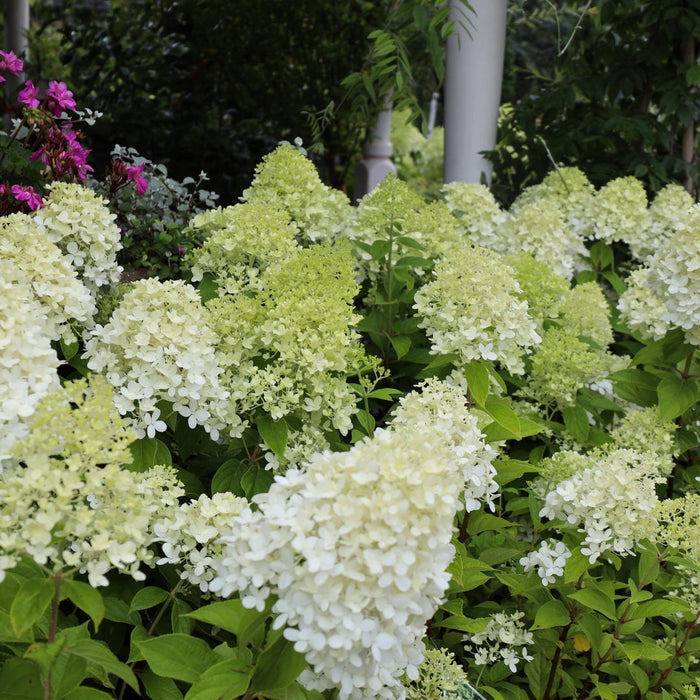 Limelight hydrangea habit, upright 6–8 ft shrub with sturdy stems, dense green leaves, and oversized flower panicles.