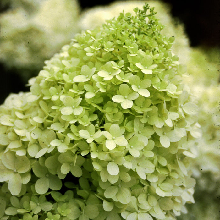 Close-up of Limelight panicle hydrangea bloom, lime florets maturing creamy white with blush pink tones as season cools.