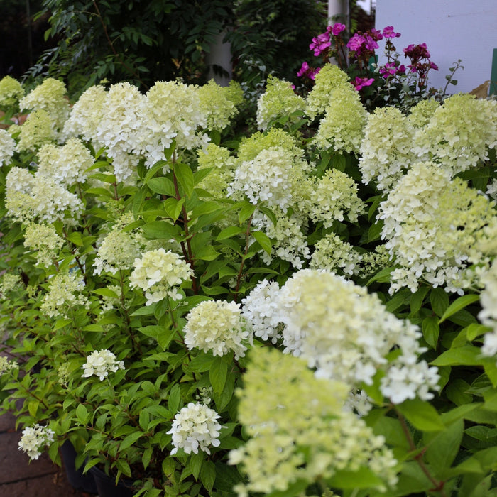 Limelight hydrangea in summer border, large shrub covered in lime-green cone blooms that glow against dark foliage and mulch.