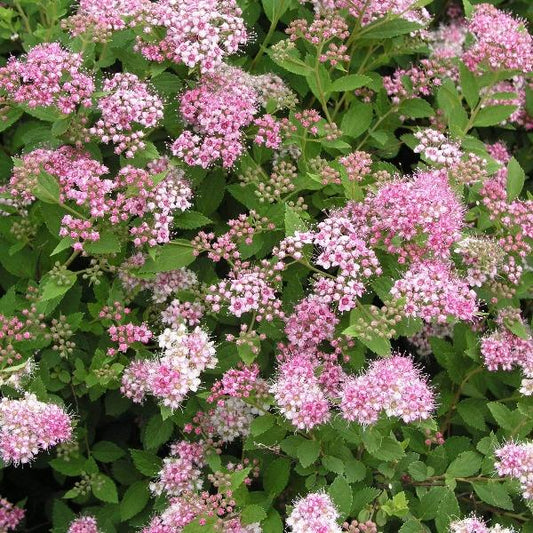 Close-up of Little Princess Spirea blooms showing clusters of soft rose-pink flowers above mint green foliage