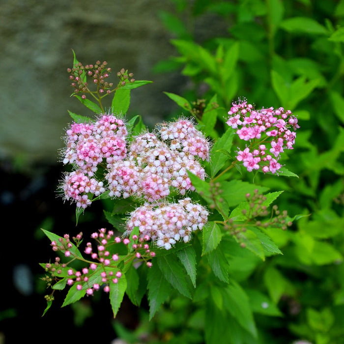 vibrant pink spirea blooms close-up