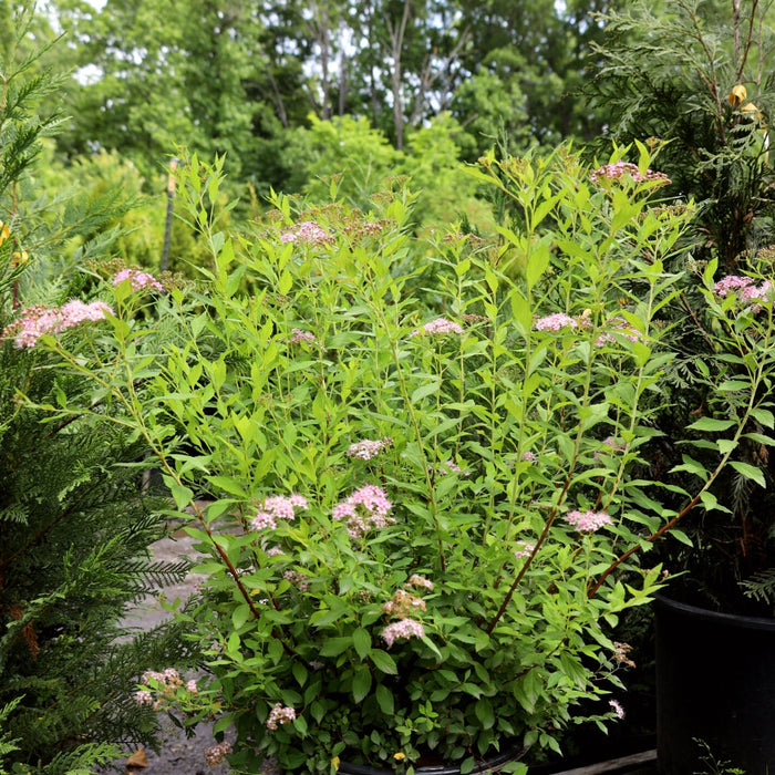Little Princess dwarf spirea in a 3-Gallon Pot
