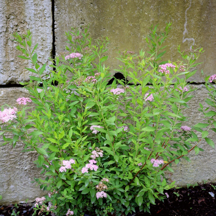 pink spring blooming Little Princess shrub