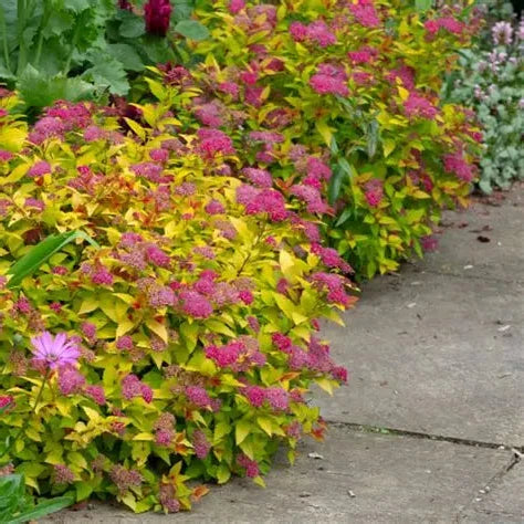 Magic Carpet Spirea shrub with bright pink flowers and gold foliage