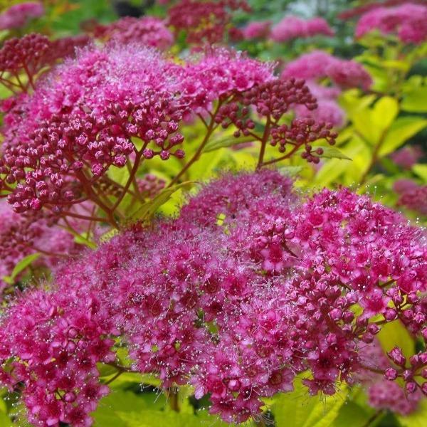 Compact Magic Carpet Spirea blooming with rose-pink flower cluster
