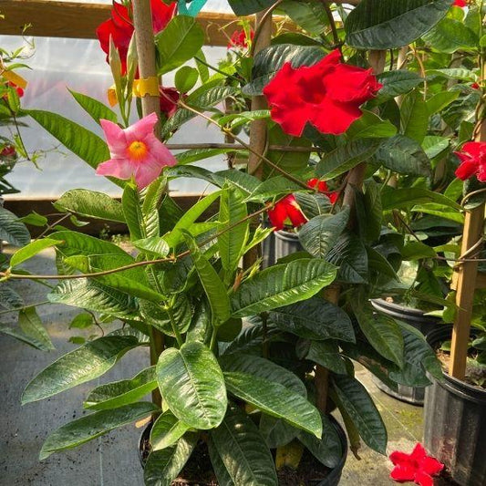 multicolored mandevilla plant on a trellis