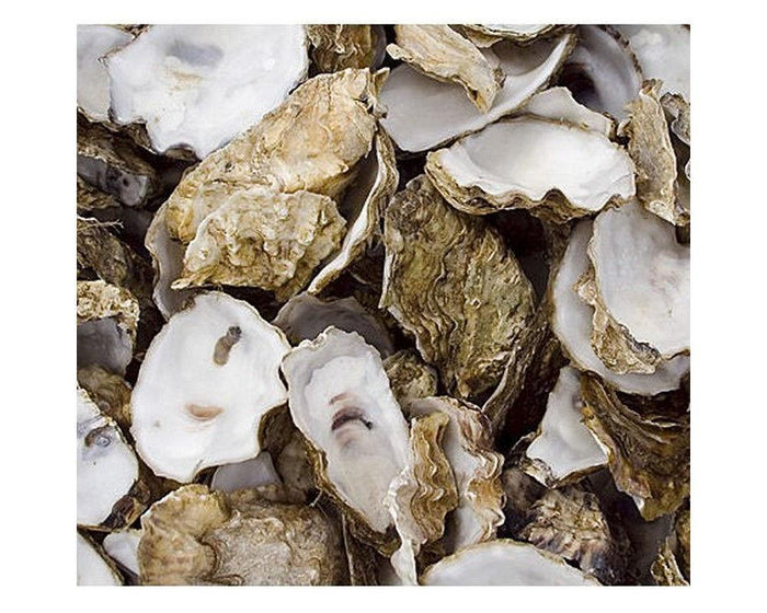 Oyster Shell in Net Bag 5kg - SKS Wholesale