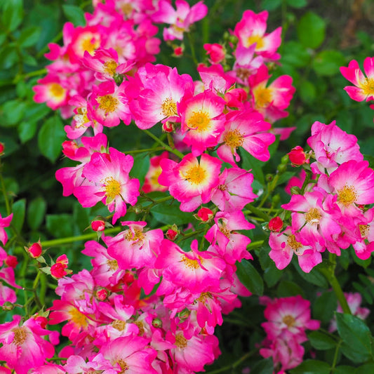 Pink Drift® rose groundcover in full sun with deep pink blooms and pale centers, forming a low mound along a walkway border