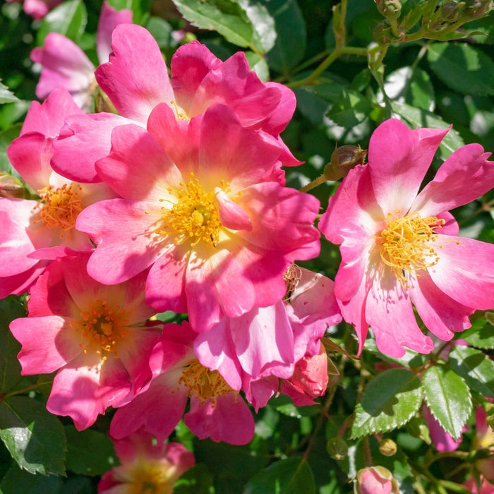 Close-up of Pink Drift® rose showing deep pink petals with a soft, faded center and yellow stamens on a compact groundcover rose