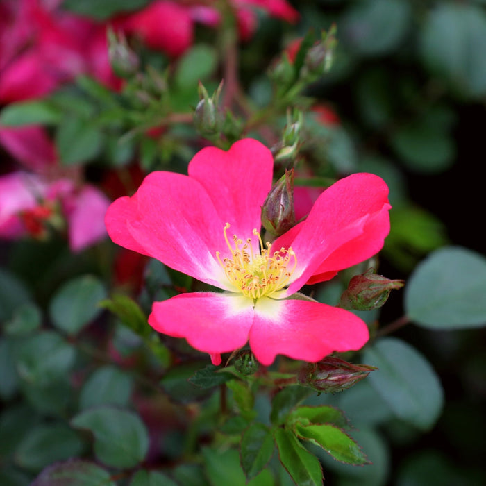 close up of the pink drift rose flower