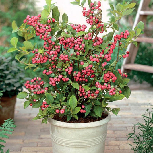 Pink Lemonade Blueberry Bushes growing in containers for patio fruit gardening
