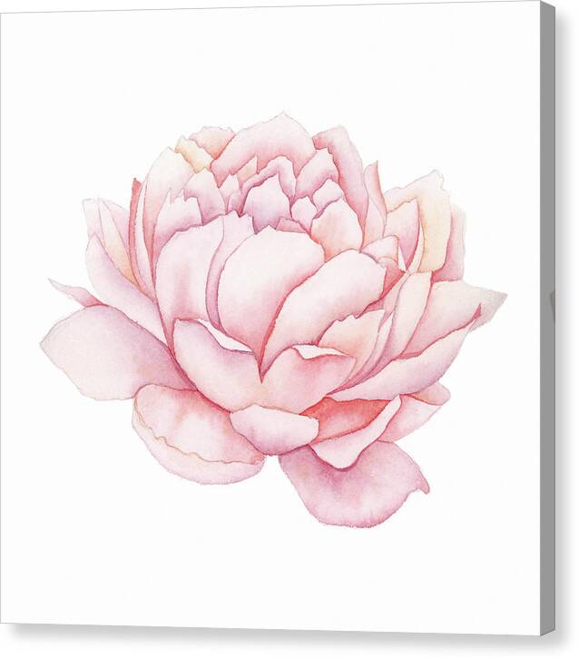 Pink Peony Watercolor - Canvas Print