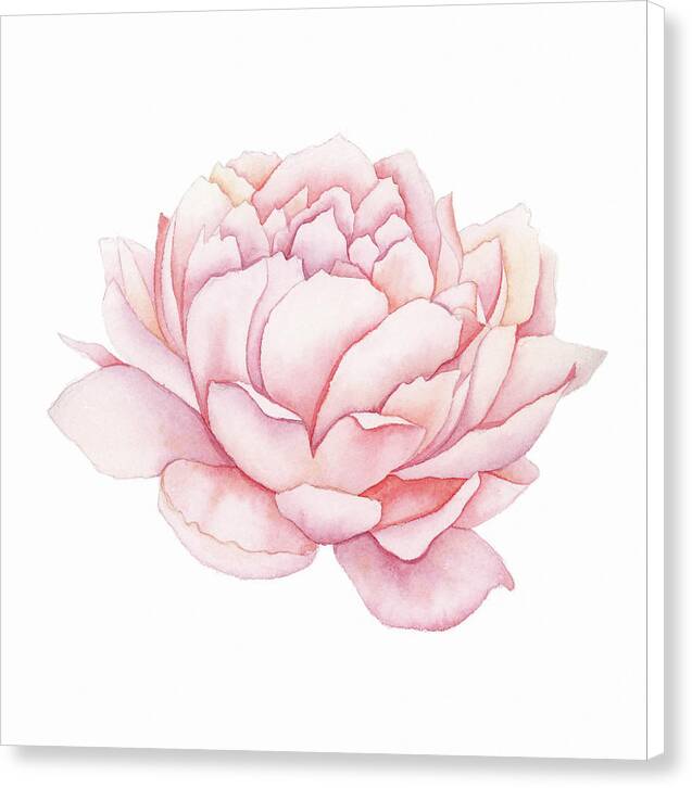 Pink Peony Watercolor - Canvas Print
