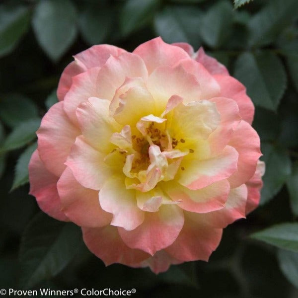 a closer look into the oso easy italian ice rose at the center yellow then white then pink