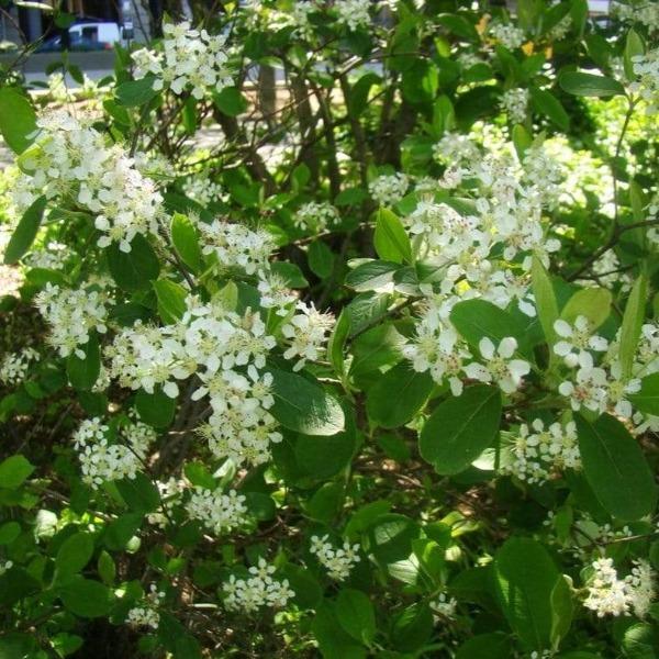White spring flower clusters on red chokeberry (Aronia arbutifolia 'Brilliantissima') with fresh green foliage detail.