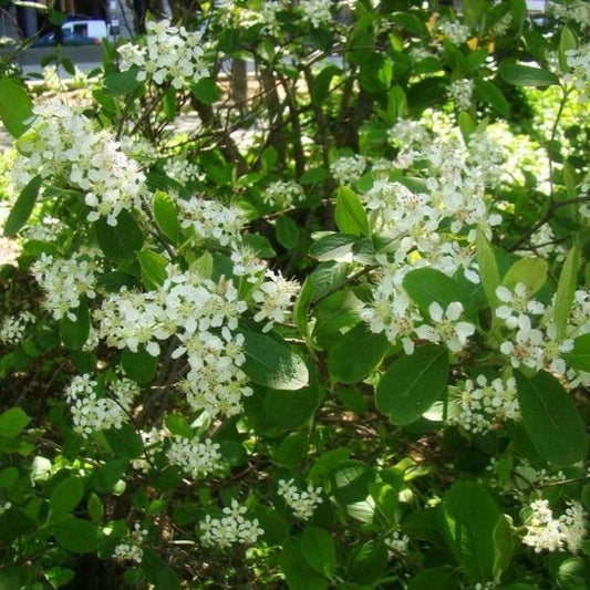 White spring flower clusters on red chokeberry (Aronia arbutifolia 'Brilliantissima') with fresh green foliage detail.