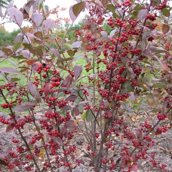 Red chokeberry shrub in a mixed border, glossy green leaves and bright red fall foliage, with clusters of dark red berries.