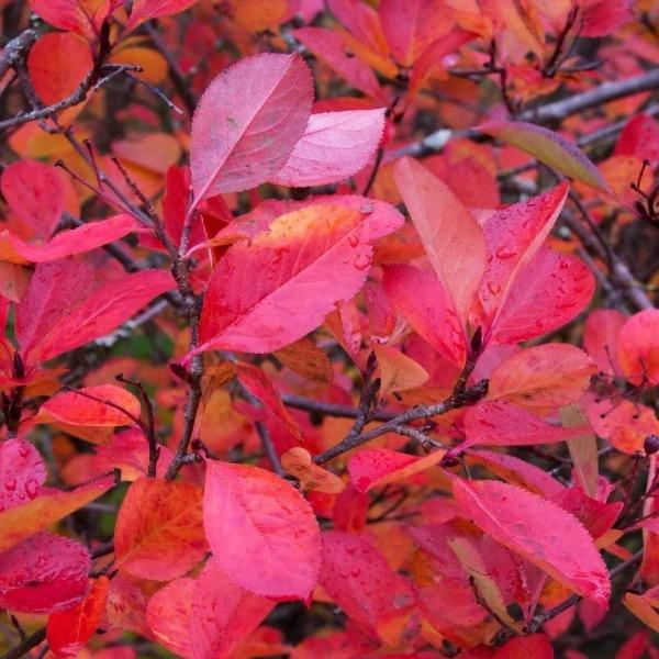 Container/Garden Placement: Red chokeberry in a large patio container beside evergreens, showing structure, berries, and fall color.