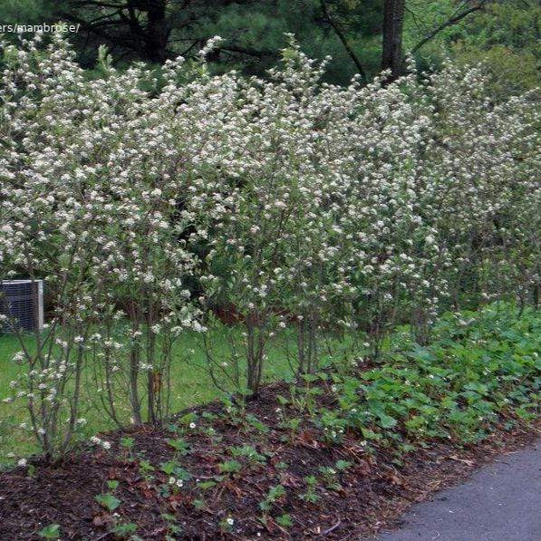 Upright, densely branched red chokeberry habit showing green leaves and white flowers