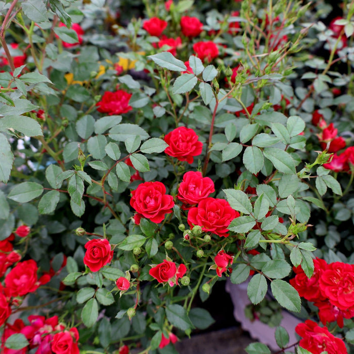 Close-up of Red Drift Rose blooms, petite red clustered flowers with glossy green foliage on a low-maintenance groundcover rose.