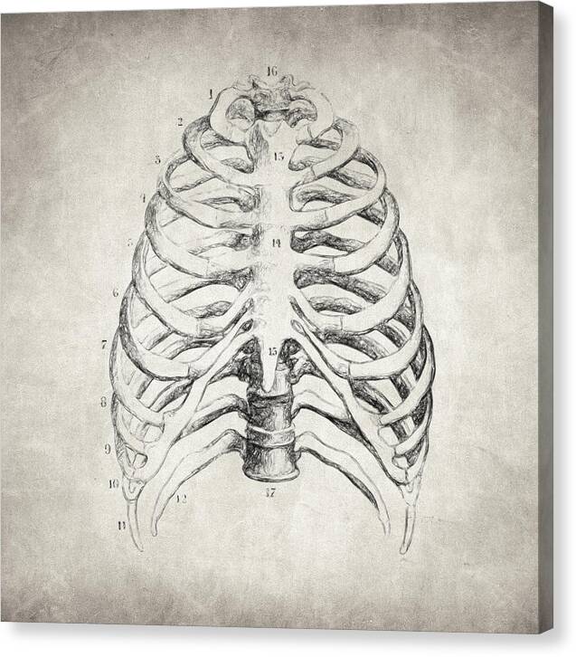 Rib Cage - Canvas Print