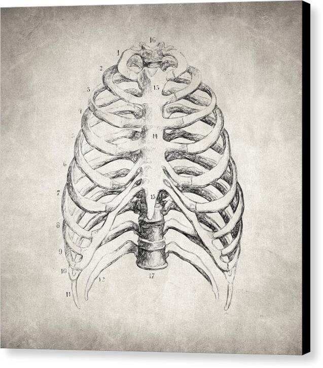 Rib Cage - Canvas Print