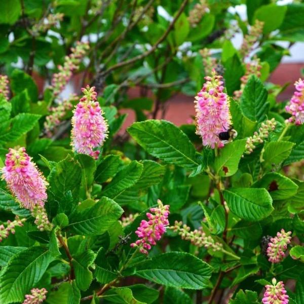 Close-up of Ruby Spice clethra bloom, deep pink flower spikes with tiny fragrant blossoms that attract bees and butterflies in summer.