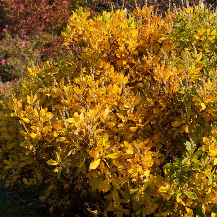 Golden Fall foliage of Clethra Ruby Spice in the rain garden