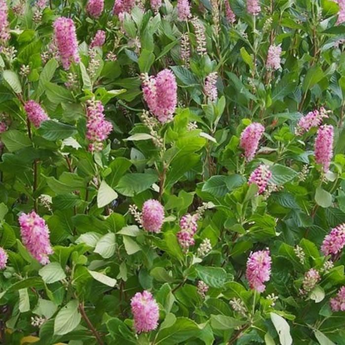 Ruby Spice summersweet clethra in a mixed border, dense green shrub topped with deep pink fragrant flower spikes in mid to late summer.