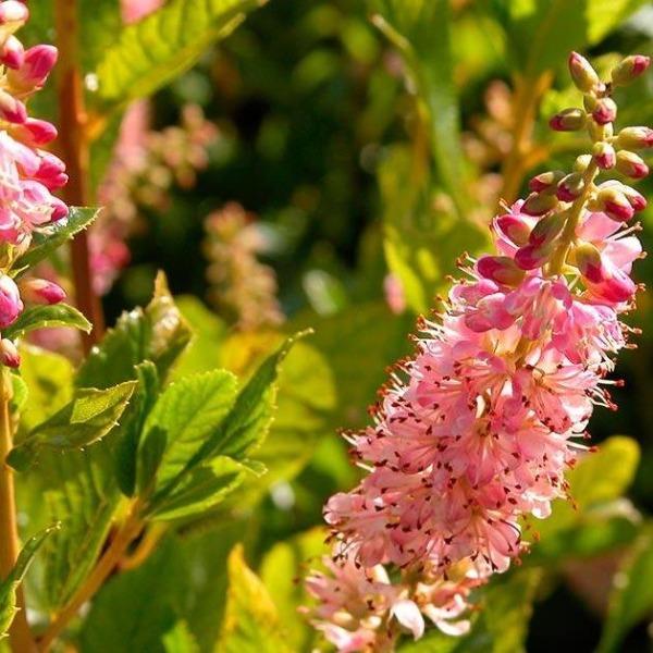 close-up of Ruby Spice Summersweet flowering