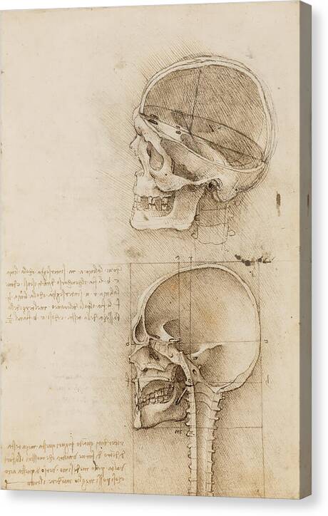 Sagittal Sections of the Human Skull - Canvas Print